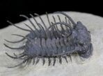 Spiny Koneprusia Trilobite - Foum Zguid, Morocco #25140-3